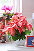 DESIGNER: JACKY HOBBS  LONDON: PINK AND WHITE THEMED GIRLS BEDROOM - POINSETTIA IN CONTAINER AT CHRISTMAS