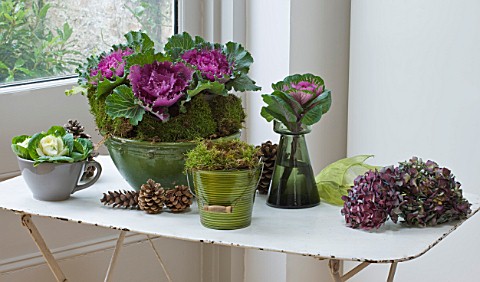 DESIGNER_JACKY_HOBBS__LONDON_LIVING_ROOM_AT_CHRISTMAS_WITH_GABBAGES_AND_HYDRANGEAS_IN_CONTAINERS_ON_