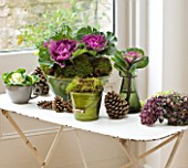 DESIGNER: JACKY HOBBS  LONDON: LIVING ROOM AT CHRISTMAS WITH GABBAGES AND HYDRANGEAS IN CONTAINERS ON WHITE METAL TABLE
