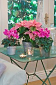 DESIGNER: JACKY HOBBS  LONDON: LIVING ROOM AT CHRISTMAS WITH PINK CYCLAMEN AND PINK POINSETTIA IN CONTAINERS ON WHITE GREEN TABLE