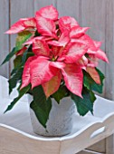 DESIGNER: JACKY HOBBS  LONDON: LIVING ROOM AT CHRISTMAS WITH WHITE CONTAINER PLANTED WITH POINSETTIA. HOUSEPLANT