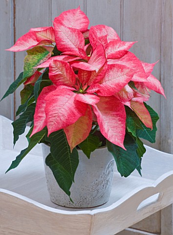 DESIGNER_JACKY_HOBBS__LONDON_LIVING_ROOM_AT_CHRISTMAS_WITH_WHITE_CONTAINER_PLANTED_WITH_POINSETTIA_H
