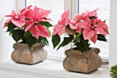 DESIGNER: JACKY HOBBS  LONDON: LIVING ROOM AT CHRISTMAS WITH TERRACOTTA CONTAINERS PLANTED WITH POINSETTIAS. HOUSEPLANT
