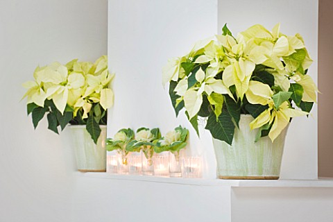 DESIGNER_JACKY_HOBBS__LONDON_THE_LIVING_ROOM_AT_CHRISTMAS_WITH_POINSETTIAS_AND_CABBAGES_IN_CONTAINER