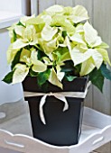 DESIGNER: JACKY HOBBS  LONDON: THE LIVING ROOM AT CHRISTMAS WITH POINSETTIA IN BLACK CONTAINER. HOUSEPLANT