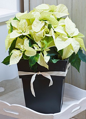 DESIGNER_JACKY_HOBBS__LONDON_THE_LIVING_ROOM_AT_CHRISTMAS_WITH_POINSETTIA_IN_BLACK_CONTAINER_HOUSEPL