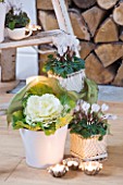 DESIGNER: JACKY HOBBS  LONDON: STEP LADDER WITH CANDLE  WHITE CYCLAMEN AND CABBAGE IN WHITE CONTAINERS. HOUSEPLANTS