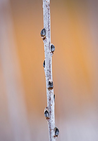RHS_GARDEN__WISLEY__SURREY__CLOSE_UP_OF_THE_WHITESILVER_BARK_OF_THE_WILLOW__SALIX_IRRORATA