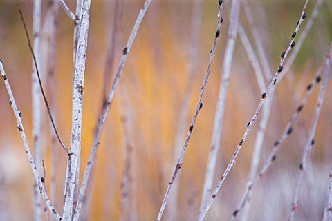 RHS_GARDEN__WISLEY__SURREY__CLOSE_UP_OF_THE_WHITESILVER_BARK_OF_THE_WILLOW__SALIX_IRRORATA