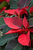 RHS GARDEN  WISLEY  SURREY - CLOSE UP OF THE RED LEAVES OF A POINSETTIA - EUPHORBIA PULCHERRIMA INFINITY RED