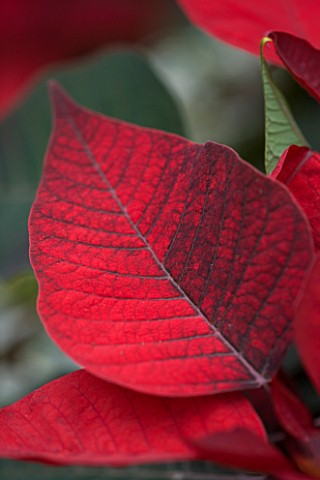 RHS_GARDEN__WISLEY__SURREY__CLOSE_UP_OF_THE_RED_LEAVES_OF_A_POINSETTIA__EUPHORBIA_PULCHERRIMA_INFINI