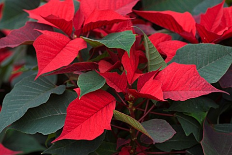 RHS_GARDEN__WISLEY__SURREY__CLOSE_UP_OF_THE_RED_LEAVES_OF_A_POINSETTIA__EUPHORBIA_PULCHERRIMA_SCANDI