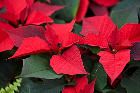 RHS_GARDEN__WISLEY__SURREY__CLOSE_UP_OF_THE_RED_LEAVES_OF_A_POINSETTIA__EUPHORBIA_PULCHERRIMA_SCANDI