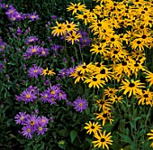 RUDBECKIA GOLDSTURM AND ASTER KING GEORGE. WATERPERRY GARDENS  OXFORDSHIRE