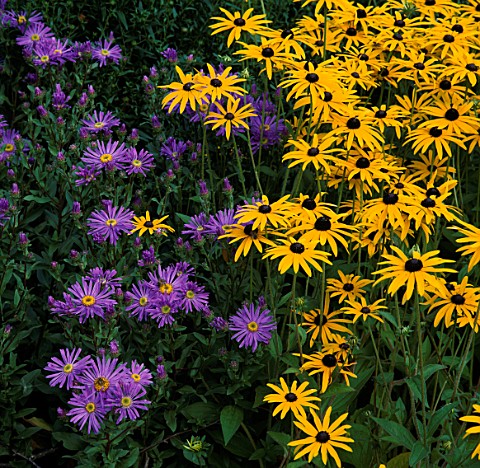 RUDBECKIA_GOLDSTURM_AND_ASTER_KING_GEORGE_WATERPERRY_GARDENS__OXFORDSHIRE