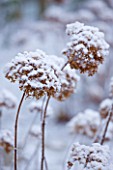 FORMAL TOWN GARDEN IN SNOW  OXFORD  WINTER: DESIGN BY LIZ NICHOLSON - HYDRANGEA ANNABELLE DUSTED WITH SNOW