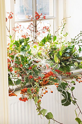 BRUERN_COTTAGES__OXFORDSHIRE_CHRISTMAS__WINDOW_DECORATION_MADE_WITH_HIPS_ETC_FROM_THE_GARDEN_BY_COLI