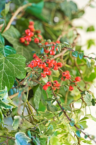 BRUERN_COTTAGES__OXFORDSHIRE_CHRISTMAS__IVY_AND_COTONEASTER_BERRIES_IN_STAIRCASE_DECORATION