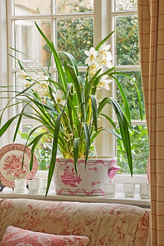 BRUERN_COTTAGES__OXFORDSHIRE_CHRISTMAS__ORCHID_IN_CONTAINER_ON_LIVING_ROOM_WINDOWSILL