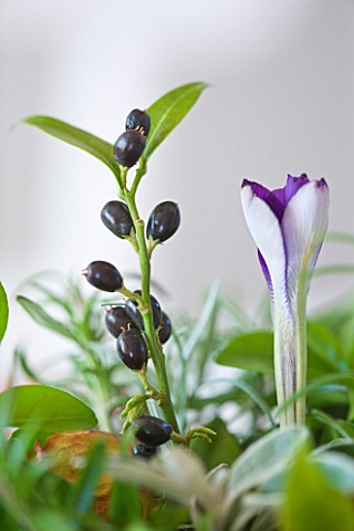 BRUERN_COTTAGES__OXFORDSHIRE_CHRISTMAS__BERRIES_AND_A_CROCUS_FROM_THE_GARDEN_IN_A_VASE_ON_THE_DINING