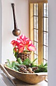 DESIGNER CAROLYN MINTY  GLOUCESTERSHIRE - GUEST BEDROOM - CONES IN OLD WOODEN BOWL AND POINSETTIA