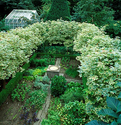 PLEACHED_VARIEGATED_MAPLE_ACER_PLATANOIDES_DRUMMONDII_SURROUNDS_VEGETABLE_GARDEN_AT_OSLER_RD__OXFORD
