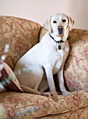 DESIGNER CAROLYN MINTY  GLOUCESTERSHIRE - THE IVING ROOM - BREEDING GUIDE DOG TOPSY
