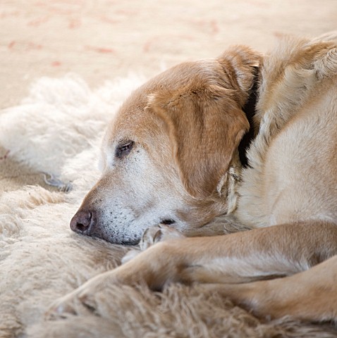DESIGNER_CAROLYN_MINTY__GLOUCESTERSHIRE___BREEDING_GUIDE_DOG_SULA_RESTING_BY_THE_FIRE_IN_THE_SITTING