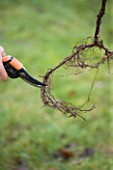 DESIGNER: CLARE MATTHEWS: PLANTING A BAREROOT RASPBERRY CANE FRUIT BUSH - CLARE MATTHEWS TRIMS OFF LONG ROOTS TO ENCOURAGE ROOTS TO GROW QUICKLY