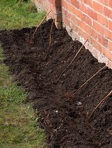 DESIGNER_CLARE_MATTHEWS_PLANTING_A_BAREROOT_RASPBERRY_CANE_FRUIT_BUSH__PREPARED_SOIL_BED_WITH_CANES_