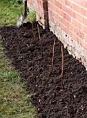DESIGNER: CLARE MATTHEWS: PLANTING A BAREROOT RASPBERRY CANE FRUIT BUSH - PREPARED SOIL BED WITH CANES PLANTED