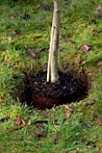 DESIGNER: CLARE MATTHEWS: PLANTING A BAREROOT FRUIT TREE: TREE IN HOLE AFTER TAKEN OUT OF PLASTIC CONTAINER