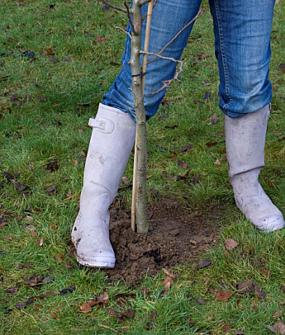 DESIGNER_CLARE_MATTHEWS_PLANTING_A_BAREROOT_FRUIT_TREE_SOIL_BEING_FIRMED_AROUND_THE_ROOT_BALL_TO_ENS