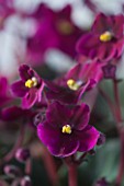 DESIGNER: CLARE MATTHEWS: HOUSEPLANT PROJECT - CLOSE UP OF THE FLOWERS AFRICAN VIOLETS