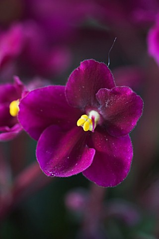 DESIGNER_CLARE_MATTHEWS_HOUSEPLANT_PROJECT__CLOSE_UP_OF_THE_FLOWERS_AFRICAN_VIOLETS
