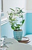 DESIGNER: CLARE MATTHEWS: HOUSEPLANT PROJECT - THE WHITE FLOWERS OF STEPHANOTIS IN A PALE BLUE CONTAINER IN BATHROOM