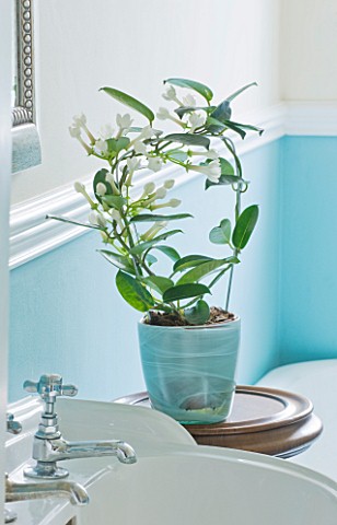 DESIGNER_CLARE_MATTHEWS_HOUSEPLANT_PROJECT__THE_WHITE_FLOWERS_OF_STEPHANOTIS_IN_A_PALE_BLUE_CONTAINE