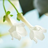 DESIGNER: CLARE MATTHEWS: HOUSEPLANT PROJECT - THE WHITE FLOWERS OF STEPHANOTIS IN BATHROOM