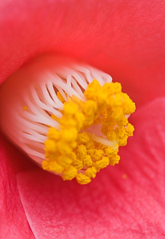 CLOSE_UP_OF_THE_CENTRE_OF_THE_PINK_FLOWER_OF_CAMELLIA_JAPONICA_VAR_ALBIPETALA