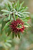 FLOWER OF CALLISTEMON VIMINALIS LITTLE JOHN - DWARF BOTTLEBRUSH. AUSTRALIA