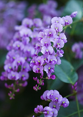 BLUE_FLOWERS_OF_HARDENBERGIA_VIOLACEA__THE_PURPLE_CORAL_PEA