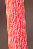 PINK AND WHITE BARK OF THE MAPLE ACER CONSPICUUM PHOENIX