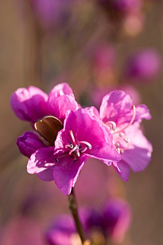RHS_GARDEN_WISLEY__SURREY_CLOSE_UP_OF_THE_PINK_FLOWERS_OF_RHODODENDRON_DAURICUM_MIDWINTER__AGM__SEMI