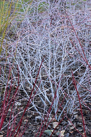 RHS_GARDEN_WISLEY__SURREY_CLOSE_UP_OF_THE_WHITE_BRANCHES_STEMS_OF_RUBUS_COCKBURNIANUS_GOLDENVALE__SH