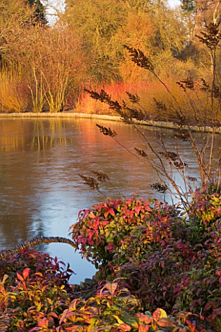 RHS_GARDEN_WISLEY__SURREY_VIEW_ACROSS_THE_LAKE_WITH_NANDINA_DOMESTICA_FIRE_POWER_AND_COLOURED_STEMS_