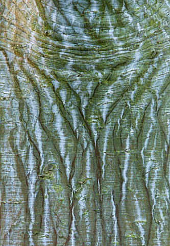 RHS_GARDEN_WISLEY__SURREY_CLOSE_UP_OF_THE_BARK_OF_ACER_WHITE_TIGRESS__WINTER__JANUARY_FROM_USA
