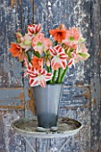 AMARYLLIS IN METAL CONTAINER BY DOOR - STYLING BY JACKY HOBBS - AMARYLLIS HIPPEASTRUM CLOWN  DESIRE AND DARLING