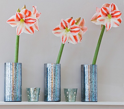 AMARYLLIS_HIPPEASTRUM_CLOWN_IN_METAL_CONTAINERS_ON_FIREPLACE__STYLING_BY_JACKY_HOBBS
