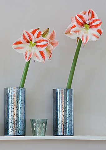 AMARYLLIS_HIPPEASTRUM_CLOWN_IN_METAL_CONTAINERS_ON_FIREPLACE__STYLING_BY_JACKY_HOBBS