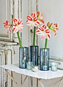 AMARYLLIS HIPPEASTRUM CLOWN IN METAL CONTAINERS  - STYLING BY JACKY HOBBS